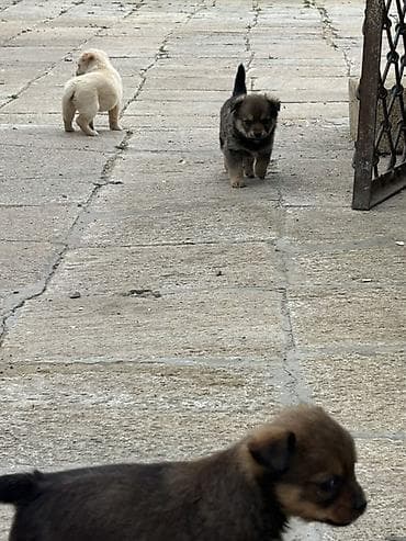 itlər ucun: Pekines, Erkek, Peyvəndli — 2