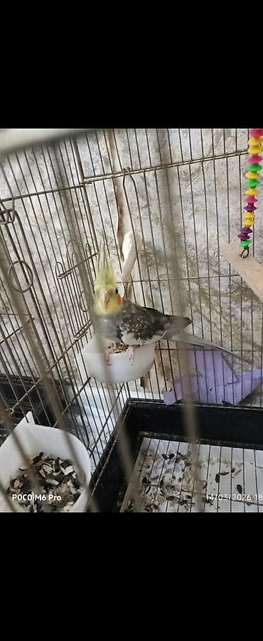 gence quşlar: 1 eded erkek karella.saglam quwdur isteyen olsa elaqe — 2