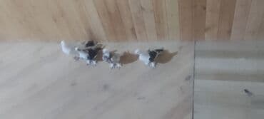 danışan quş: Növ: Ev göyərçinləri – ayaqları tüklü, qısa dimdikli, dekorativ və — 3