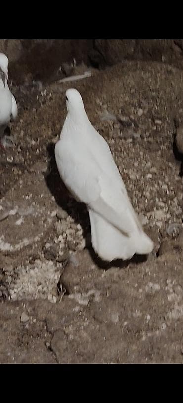 K/t heyvanları və malları: Qarabaw mayadi tutulmadi. Boynu gullu baladi 2 saata yaxin ucub 1 — 9