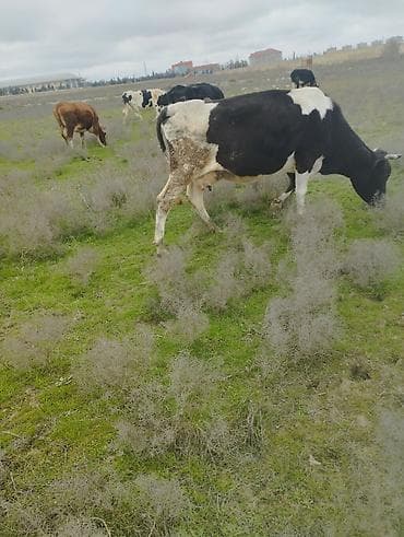 Животные: Süd istiqamətli qara-ağ inək - Cins: Holşteyn tipli (qara-ağ ləkəli) — 4