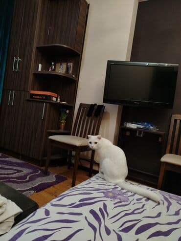 pişik çanta: Şotland yastı qulaq, Yaxşı əllərə — 15