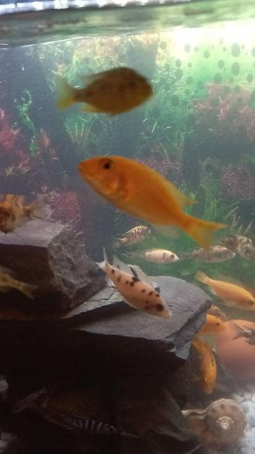 gencede it satisi: Limon fayfiş multikalor ləpart — 5