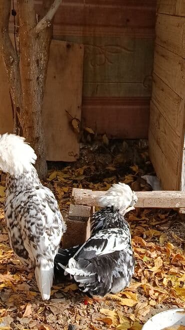 hinduşqa yumurtası: Toyuq, Yumurtalıq — 9