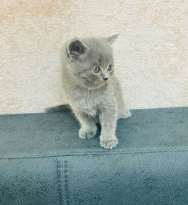 at balasi satilir: 100 ile 400 arasi cins saf qan saqlam pisiklerimiz var sekilde olmayan — 10