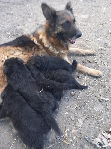 golden itlər: Alman çoban iti, 1 ay, Erkek, Peyvəndli, Rayonlara çatdırılma — 3