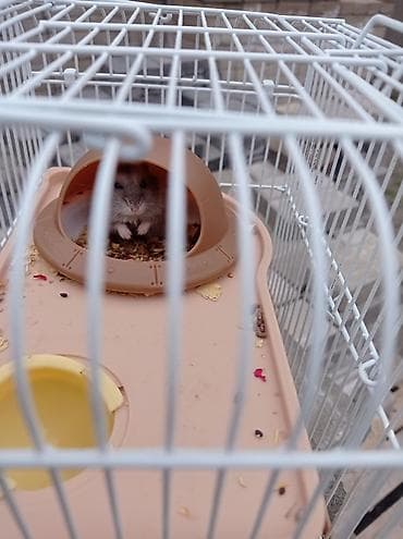 Quşlar: Hamster üçün tam dəstik qəfəs - Material: ağ rəngli metal — 2