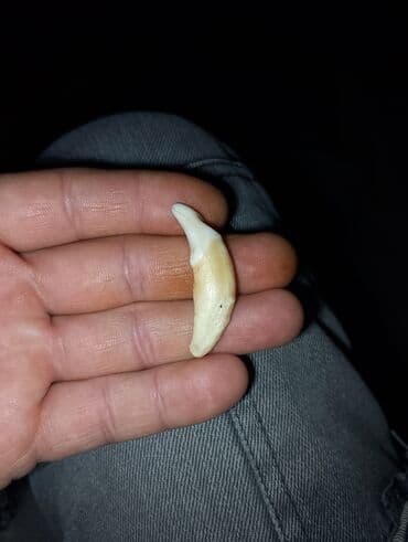 Kulon, Heyvanlar, Qaşsız