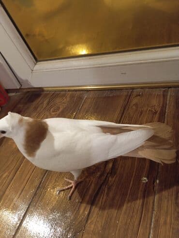 tap az goyercin satisi: Cins: göyərçini Rəng: Sarı boynuĝüllü desde kekilli boyun pecat — 4