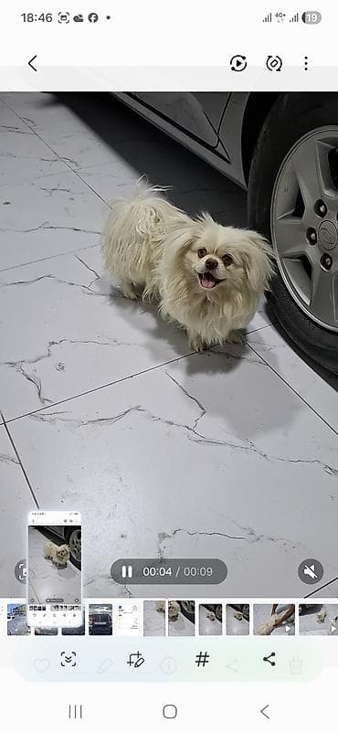 heyvanlar: Pekines, 8 ay, Erkek — 4