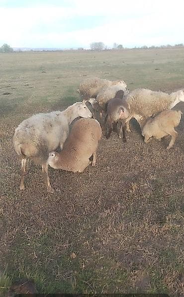 gence toyuq cuce: 54 qoyun 2 erkək 42 quzu 12 si də boğaz — 2