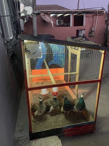 toyuq cucəsi: Qefes quslar ucun Salam. Oz el iwim olan qefesi satiram. Cox idealdi — 5