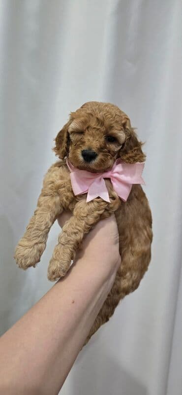 qurd basan: Pudel, 1 ay, Dişi — 2