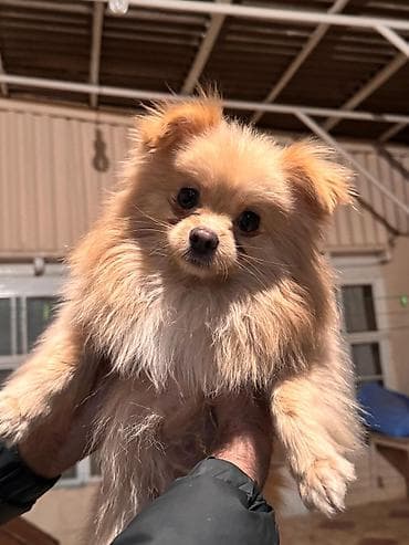 malta: Şpitz, 1 il, Erkek, Peyvəndli — 2