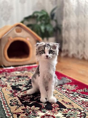 siyan pişiyi: Şinşilla, Erkək — 3