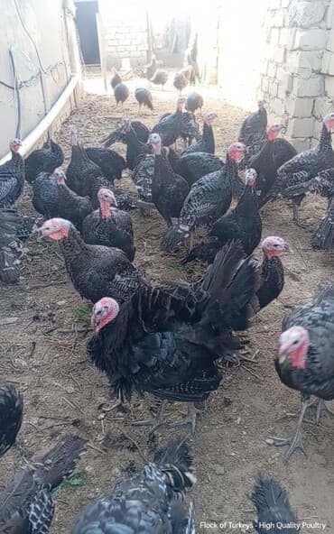 hinduşka yumurta: Erkək, Ətlik, Ünvandan götürmə — 3