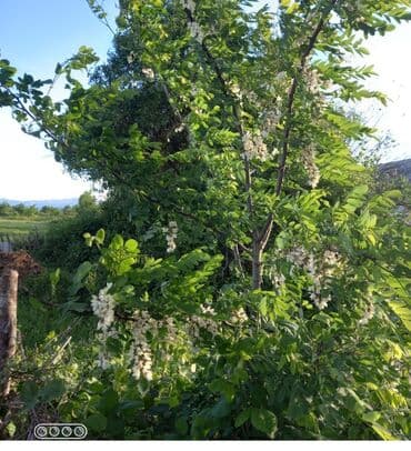 sultan daragi gülü: Akasiyanın ( “ağ akasiya”, ) yerdədi 0.80/4 metr hündürlüyündə — 2