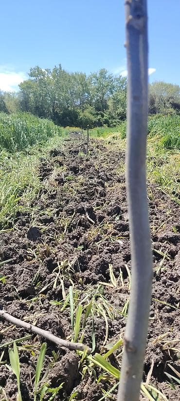 ucuz taxta: Məhsul: Meyvə bağı (intensiv tipli) Təsvir: - Çoxillik meyvə ağacları — 9