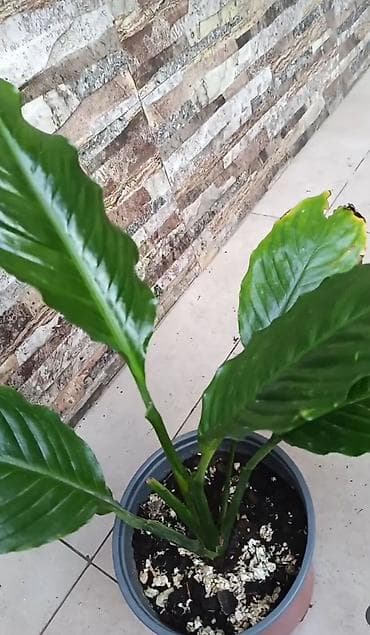 gul toxumları satışı: Spathiphyllum (Sülh çiçəyi) – otaq bitkisi 15 azn satılır — 1