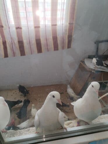 en cox sud veren inekler: Məhsul: Evdə saxlanılan müxtəlif cins və rəng kombinasiyalarında — 1