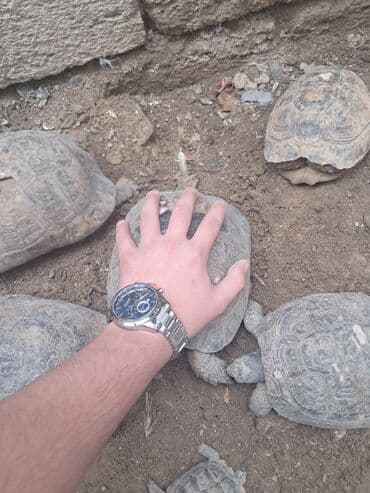 dovşan balası: Quru səhralıq tısbağaları – bir neçə fərqli ölçüdə Xüsusiyyətlər: - — 2