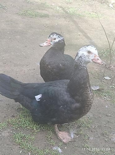 ördək qiyməti: Zümrüdü lal ördək,biri ərkey biri dişidi.7 ayliqdi.Ev heyvaniditam — 3