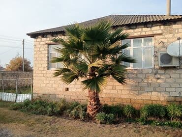 sine boyuden bitki: Razılaşma yolunan) - Landşaft üçün ideal, iri, çoxgövdəli taclı — 2