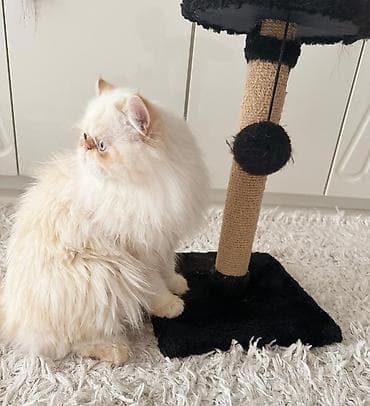 pişik cütleşdirmek: Şotland yastı qulaq — 6