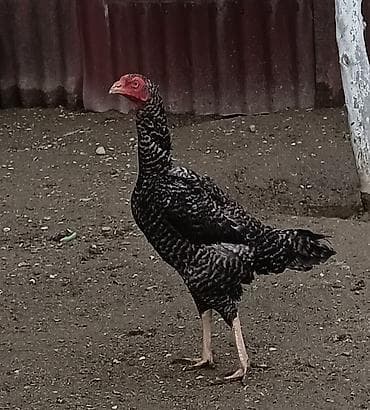 Toyuq, Damazlıq, Ünvandan götürmə