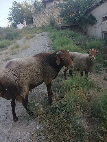 Qoyun və qoç – 2 baş
bogaz qoyun və qoc cüt satıram 700m lalafo.az -da Qoyun və qoç – 2 baş
bogaz qoyun və qoc cüt satıram 700m