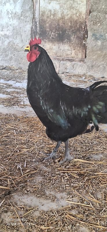 qara quyruq: Qara rəngli Alman Australorp xoruzu (tünd, parlaq lələklər) Təsvir: - — 10