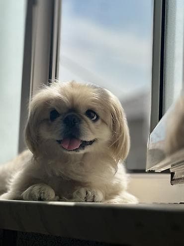 en gozel it adlari: Pekines, 4 il, Dişi, Ünvandan götürmə, Pulsuz çatdırılma — 4