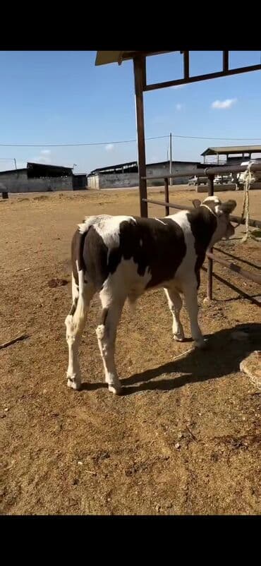 simental inekler satilir: Simental tipli buzov – ətlik-südlük istiqamətli - Rəng: qəhvəyi-ağ — 2