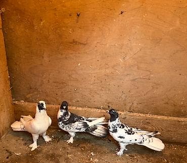 Göyərçinlər: Tecili satilir yer olmadigi ucun hamisi damazliq quwlardi goz — 5