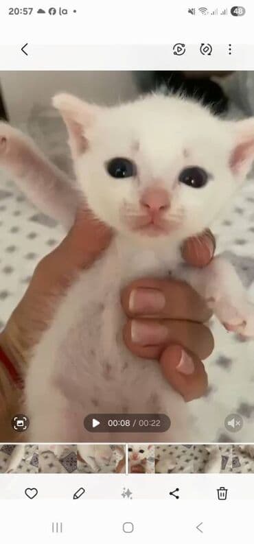 пушистый котенок: Ванская, Самец, В добрые руки — 4