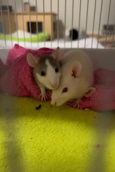 морские свинки купить: Продаю крыс вместе с клеткой и кормом Siçovulları qəfəsləri və — 1