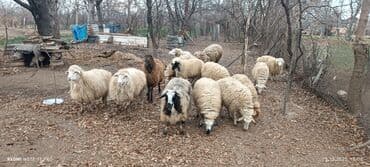 Mal-qara: Qoyun sürüsü – müxtəlif rəng və yaşlarda - Təsvir: Şəkillərdə görünən — 2