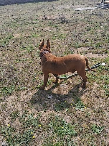 İt – orta boy, qısa tüklü, tünd qırmızı-qəhvəyi rəngdə. Qulaqları dik lalafo.az -da İt – orta boy, qısa tüklü, tünd qırmızı-qəhvəyi rəngdə. Qulaqları dik