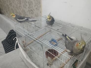 ev pişiyi növləri: 3 кореллы (2 самца, 1 самка) 1 волнистик (самка) Все с клетками и — 4
