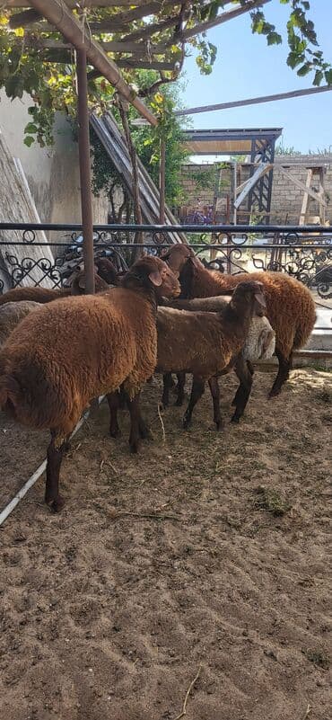 qurbanlıq qoyun: Erkək, Qala, il: 2, 90 kq, Damazlıq, Ünvandan götürmə — 6