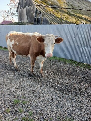 pomeranian spitz satisi: Cins heyvandı. qarnında 6 aylıq balası var . yaxşı süd verir — 4