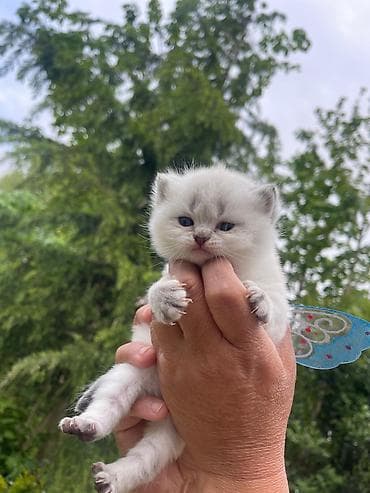 cutlesdirmek ucun pisik: Britan — 4