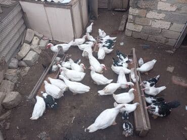 cins ineklerin qiymeti: Самец, | Lal ordek, Для мяса, Самовывоз — 3