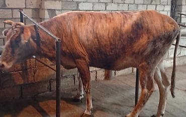 südlü inekler: Ətlik Maldi kök Heyvandi Real alıcılar Narahat — 2