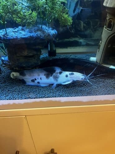 bala afçarka: Yırtıcı — 2