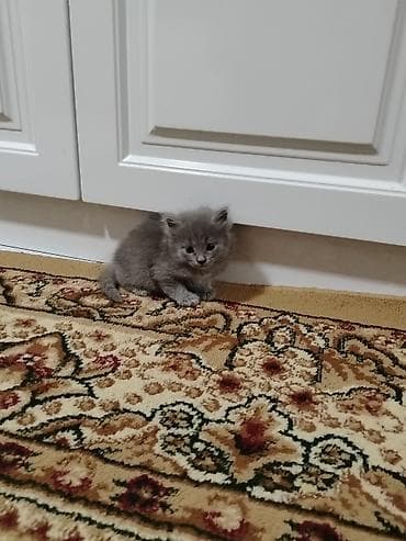ov itlerinin satisi: Boz rəngli balaca pişik balaları - Qısa təsvir: Yumşaq tükə malik — 4