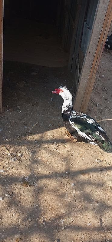 Keçilər, çəpişlər: Erkek lal ördək 8.9 aylıq diri çekisi 4 kilo arpa.buğda.qarğadalı ile — 2