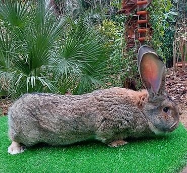 K/t heyvanları üçün mallar: Wekilde gorduyunuz 7 ayliq Rizen erkek satilir qan temiz bir — 4