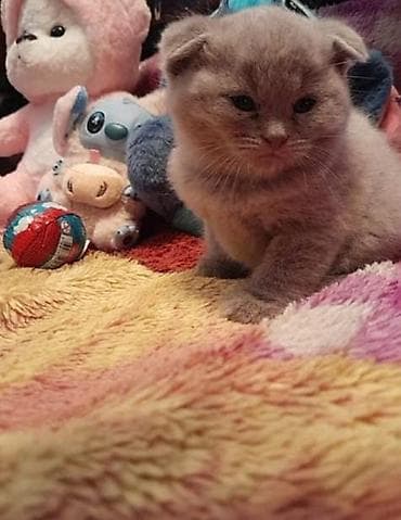 cins pisik cutlesdirme: Şotland yastı qulaq — 4