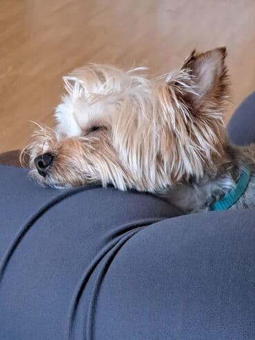 Heyvanlar üçün mallar: Yorkşir teryer, 10 ay, Erkek, Peyvəndli, Ödənişli çatdırılma — 5